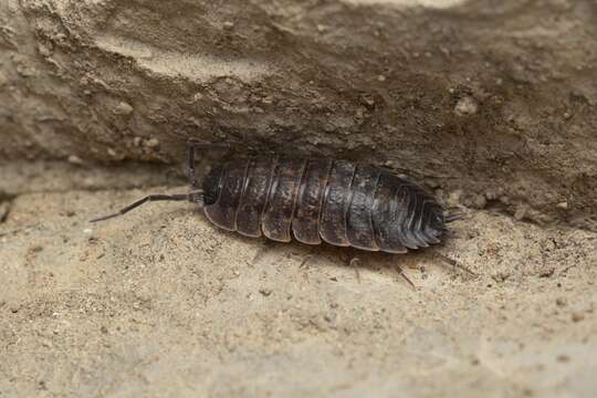 Image of Porcellio orarum Verhoeff 1910