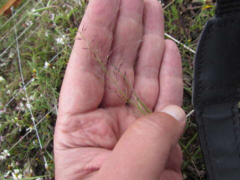 Image of Muhlenbergia implicata (Kunth) Trin.