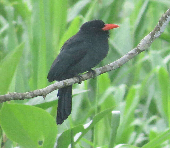 Image of Black-fronted Nunbird