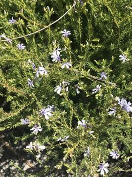 Image of Free-flowering Leschenaultia