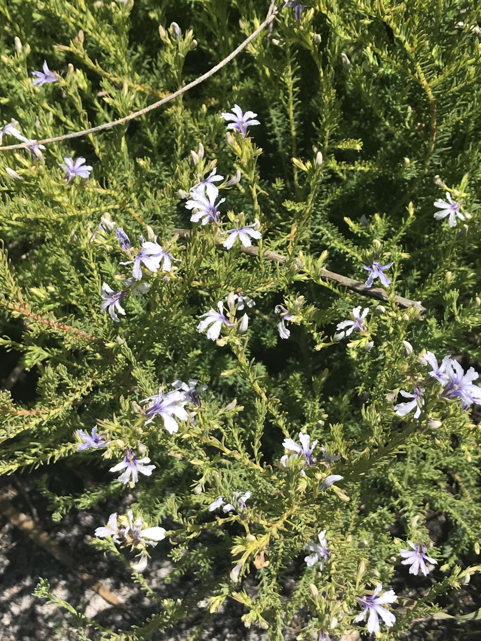 Image of Free-flowering Leschenaultia