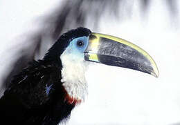 Image de Toucan ariel