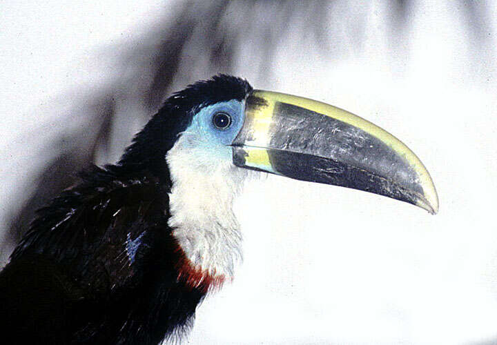 Image of Channel-billed Toucan