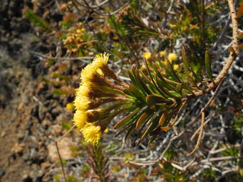 Image de Allagopappus canariensis (Willd.) Greuter