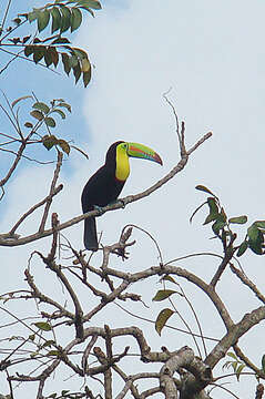 Image of Keel-billed Toucan