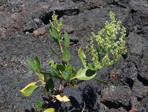 Rumex skottsbergii O. Degener & I. Degener的圖片