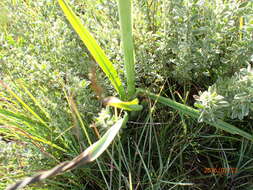 Image de Kniphofia porphyrantha Baker