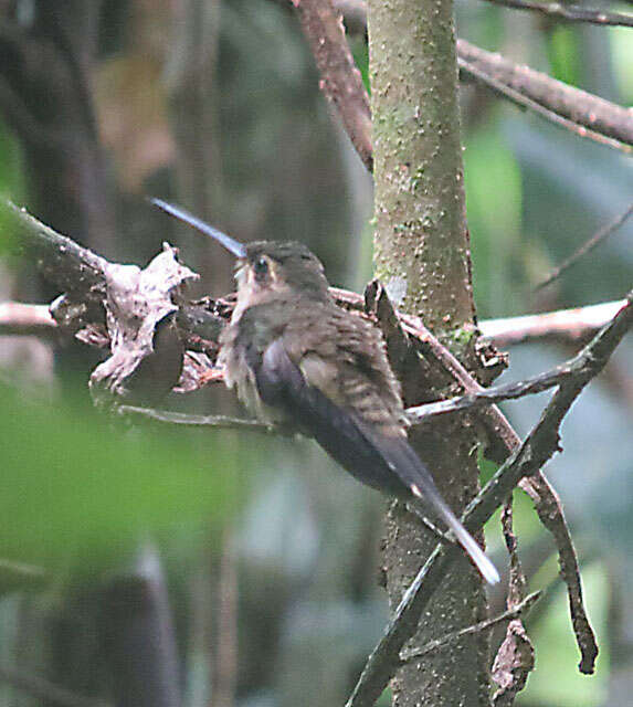 Image of Straight-billed Hermit