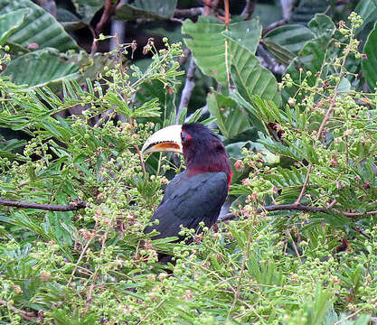 Image of Ivory-billed Aracari