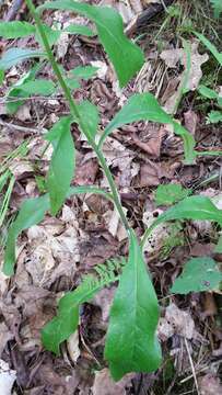 Image of rough hawkweed