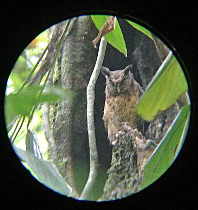 Image of Tawny-bellied Screech Owl