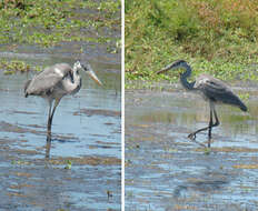 Image of Cocoi Heron