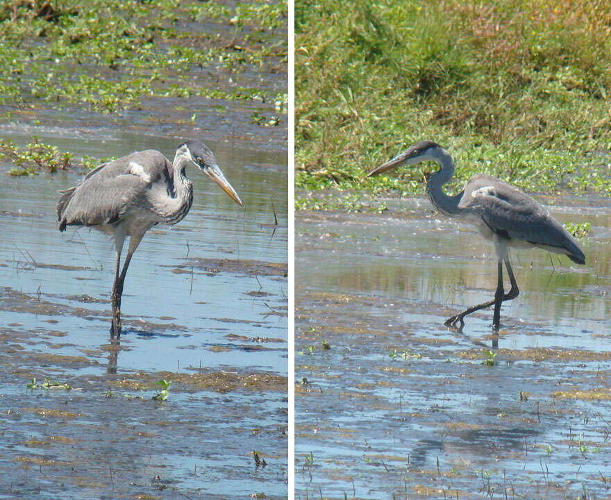 Image of Cocoi Heron