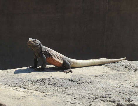 Image of Common Chuckwalla