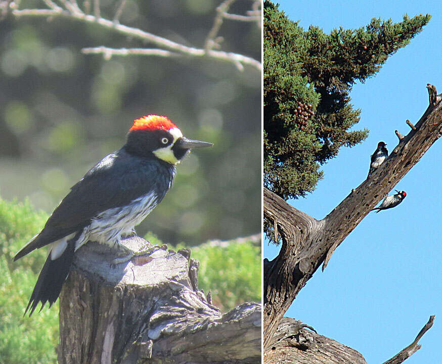 Image of Acorn Woodpecker