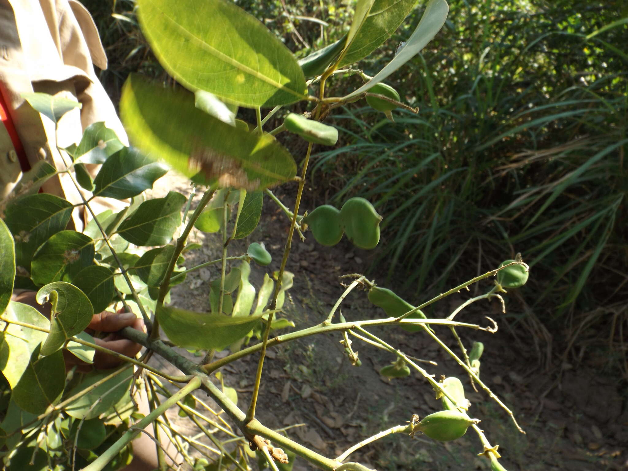 Image of Platymiscium pinnatum (Jacq.) Dugand