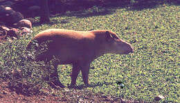 Image of Brazilian Tapir