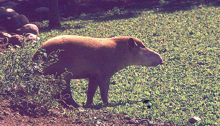 Image of Brazilian Tapir