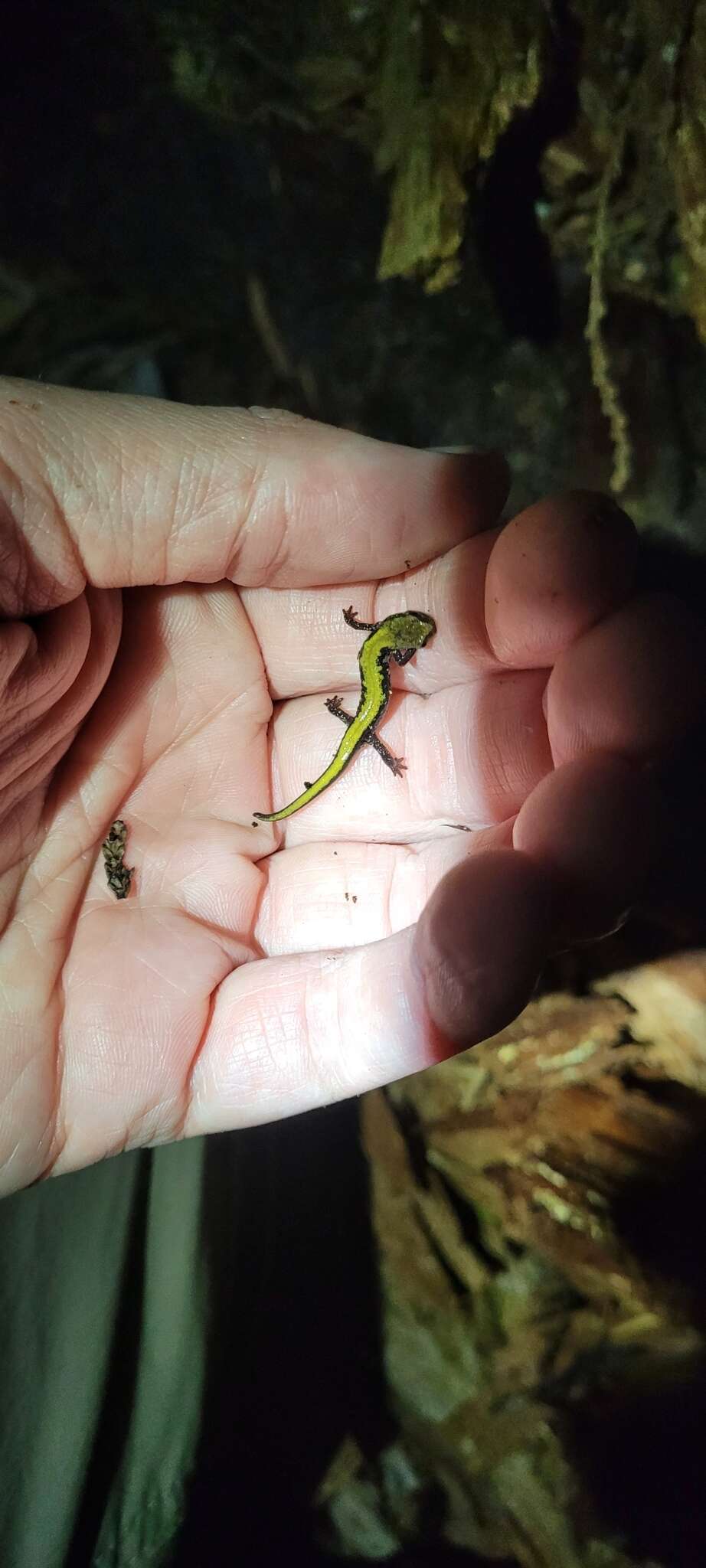 Image of Coeur d'Alene Salamander