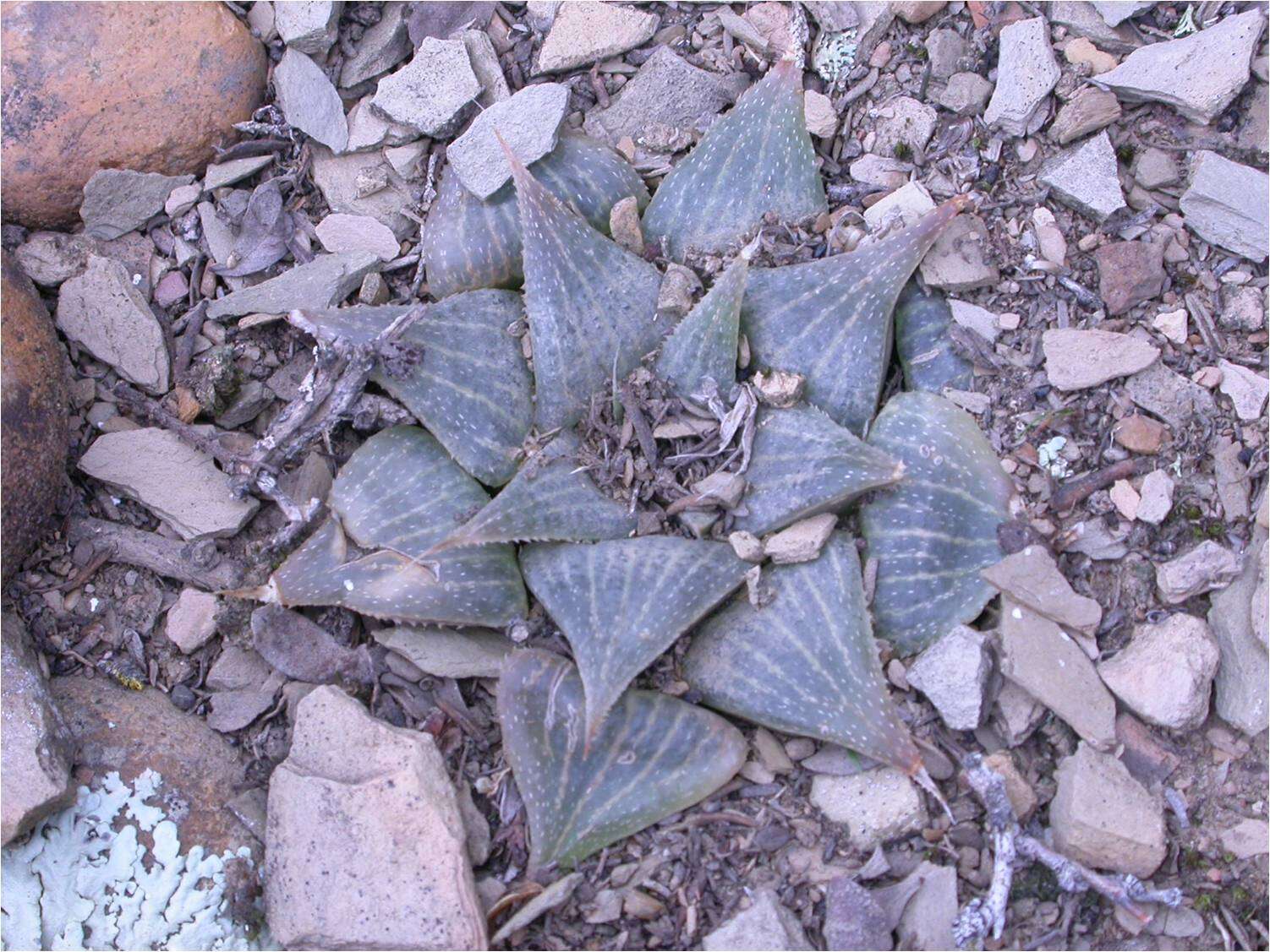 Слика од Haworthia magnifica Poelln.