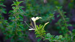 Image of Barleria rotundifolia Oberm.