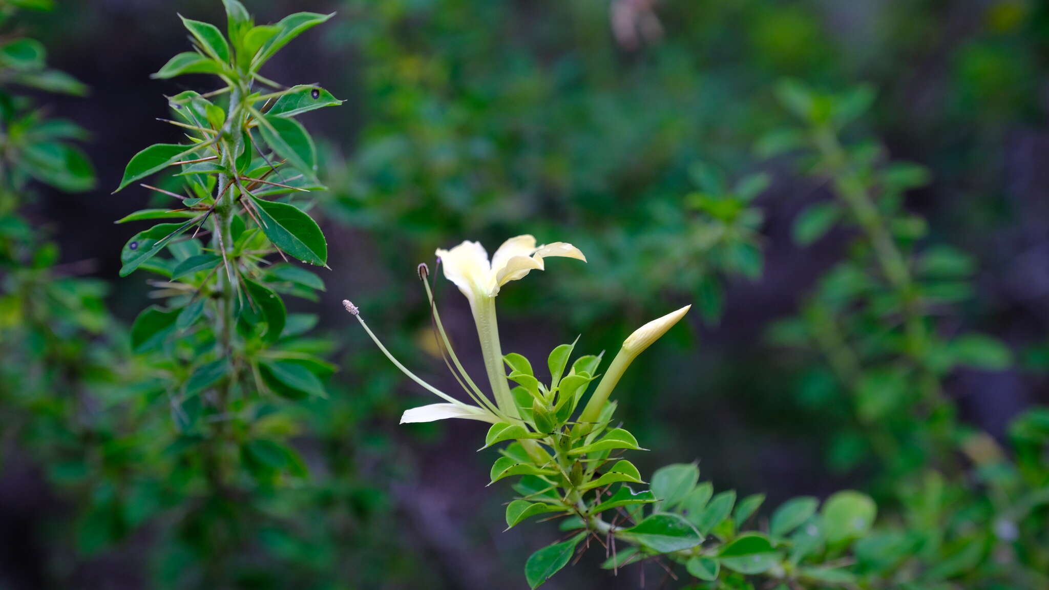 Barleria rotundifolia Oberm.的圖片