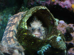 Image of Decorated Warbonnet