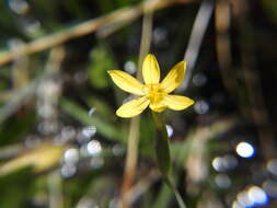 Image of Timberland Blue-Eyed-Grass