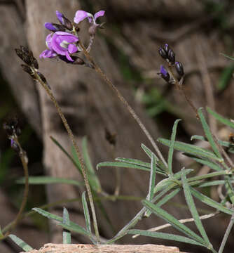 Image of <i>Glycine rubiginosa</i>