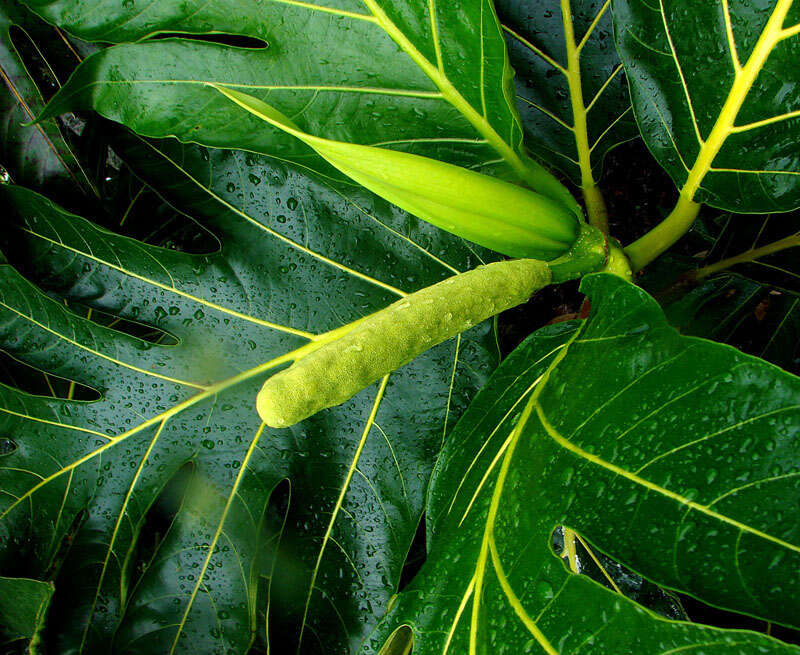 Image de Arbre à pain