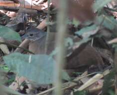 Image of Little Tinamou