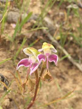 Image of Disa spathulata (L. fil.) Sw.