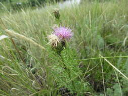 Image of Klasea centauroides (L.) Cass.