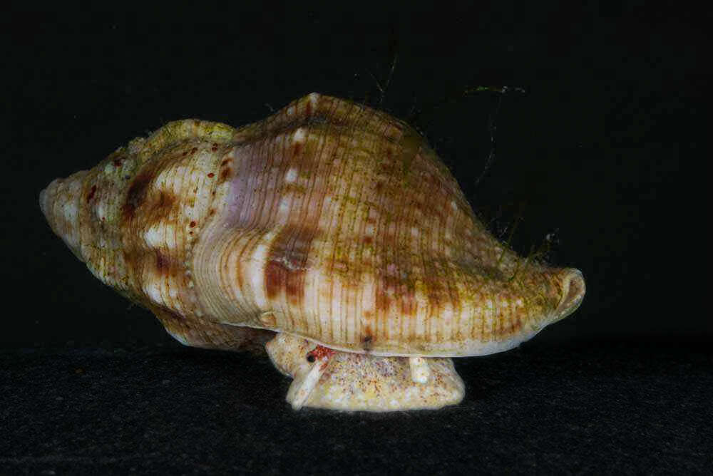 Image of Austrotriton bassi (Angas 1869)