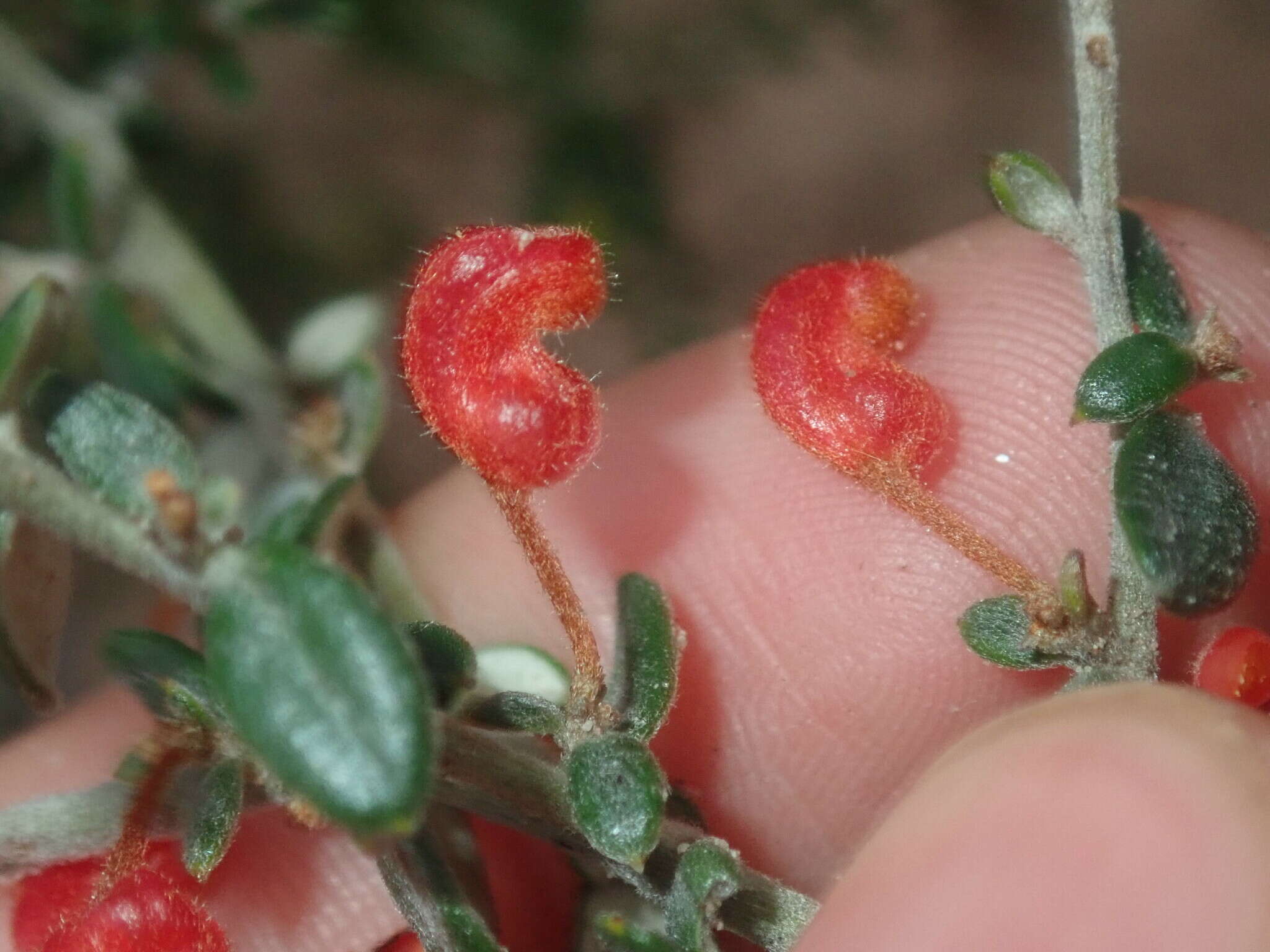 Image of Grevillea crassifolia Domin