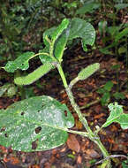 Image of Andean Alder