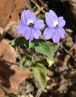 Image of Jamaican forget-me-not