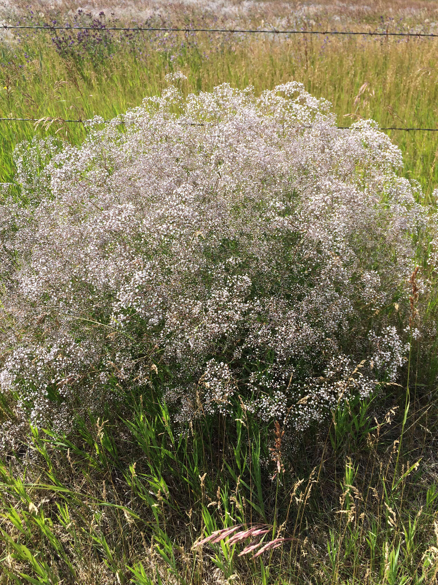 Image of Baby's breath