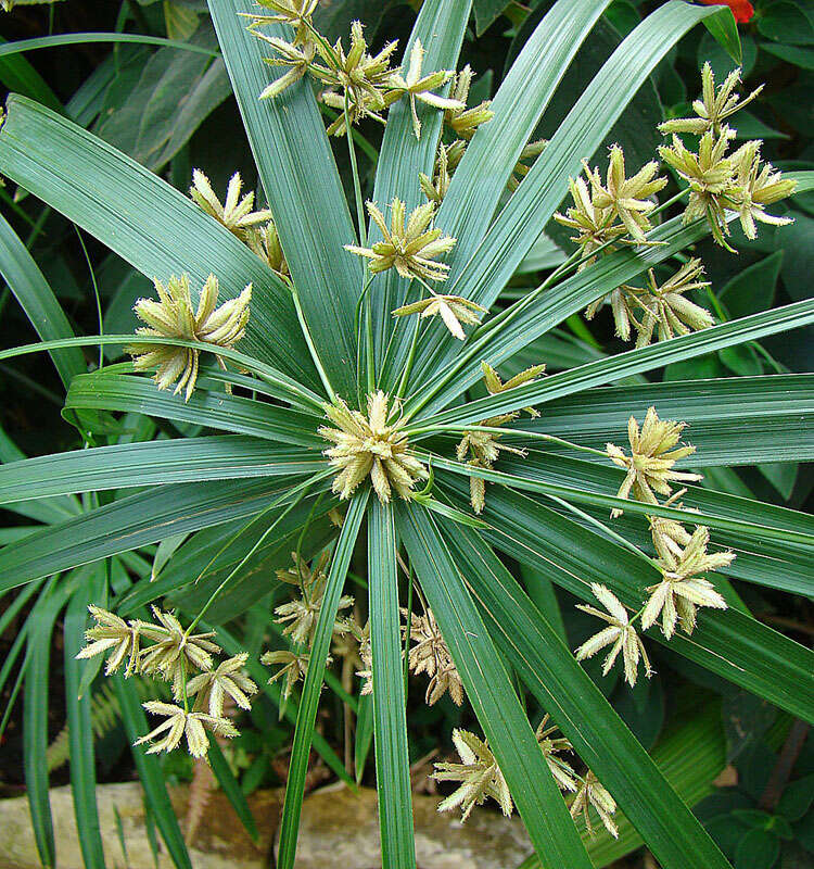 Sivun Cyperus alternifolius L. kuva