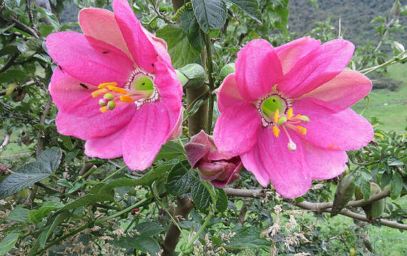 Imagem de Passiflora mixta L. fil.