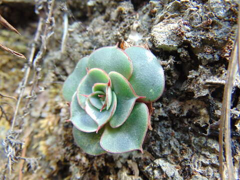 Image of Echeveria longissima Walther