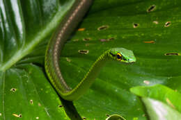 Image of Cope's Parrot Snake