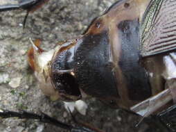 Image of <i>Calosoma maximowiczi</i>