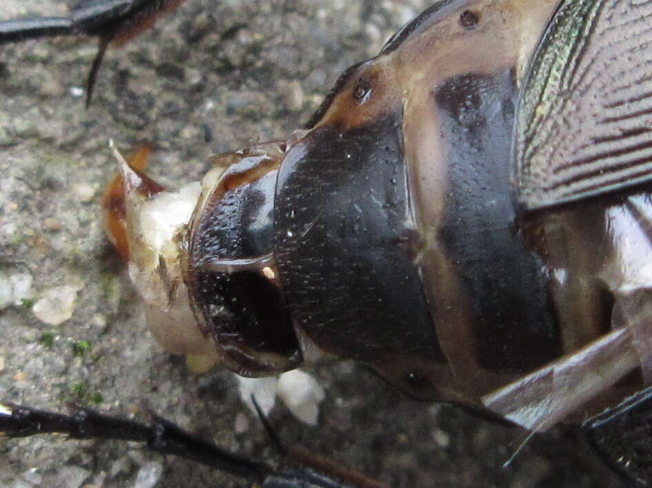 Слика од <i>Calosoma maximowiczi</i>