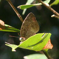 Image de Arhopala anthelus (Westwood (1852))