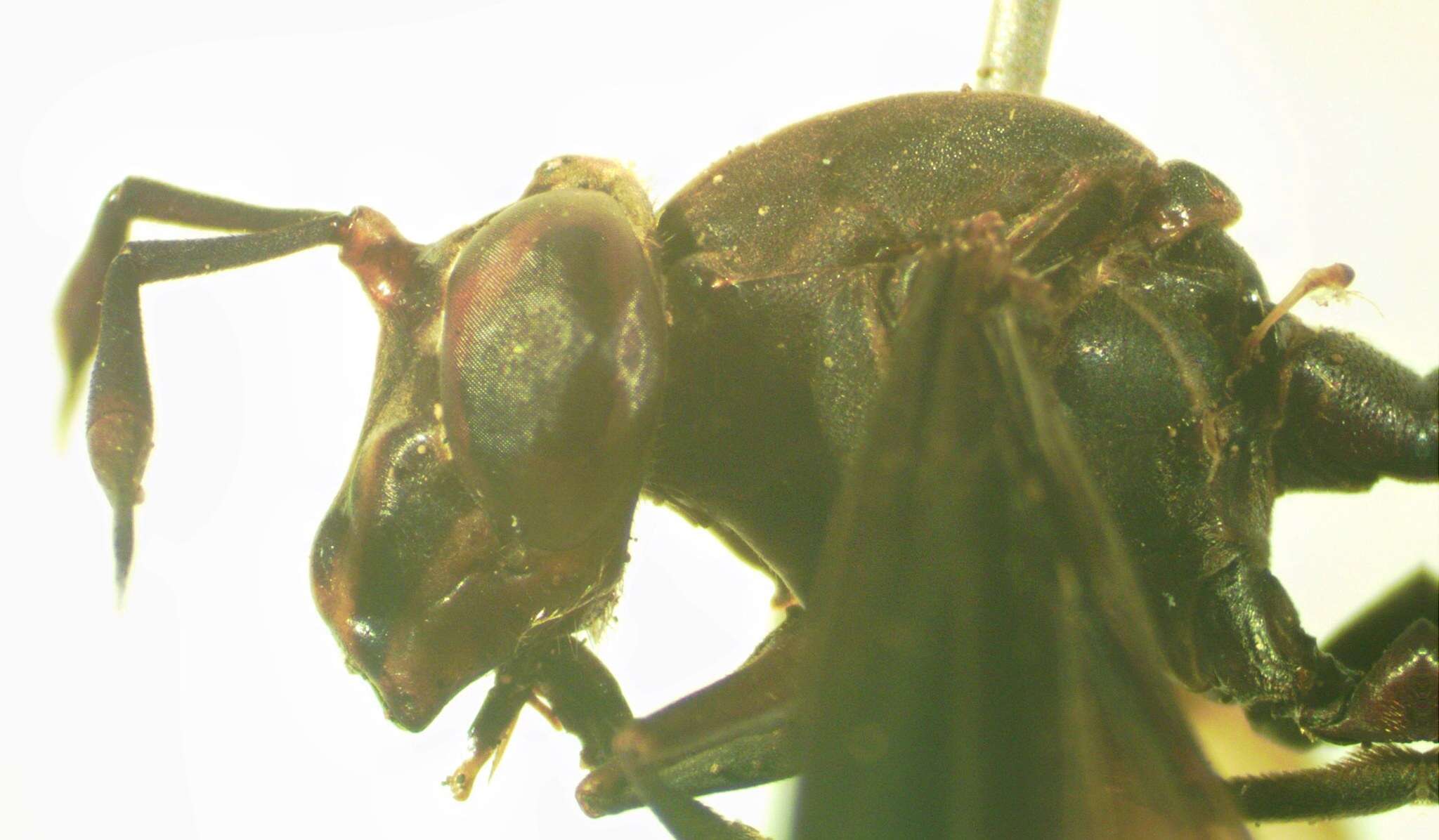 Image of Polybiomyia schwarzi Shannon 1925