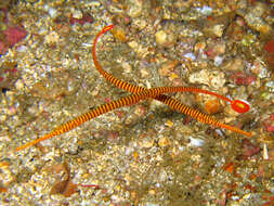 Image of Yellow banded pipefish