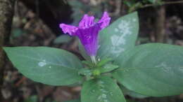 Image of Ruellia cyanea Boj. ex Nees