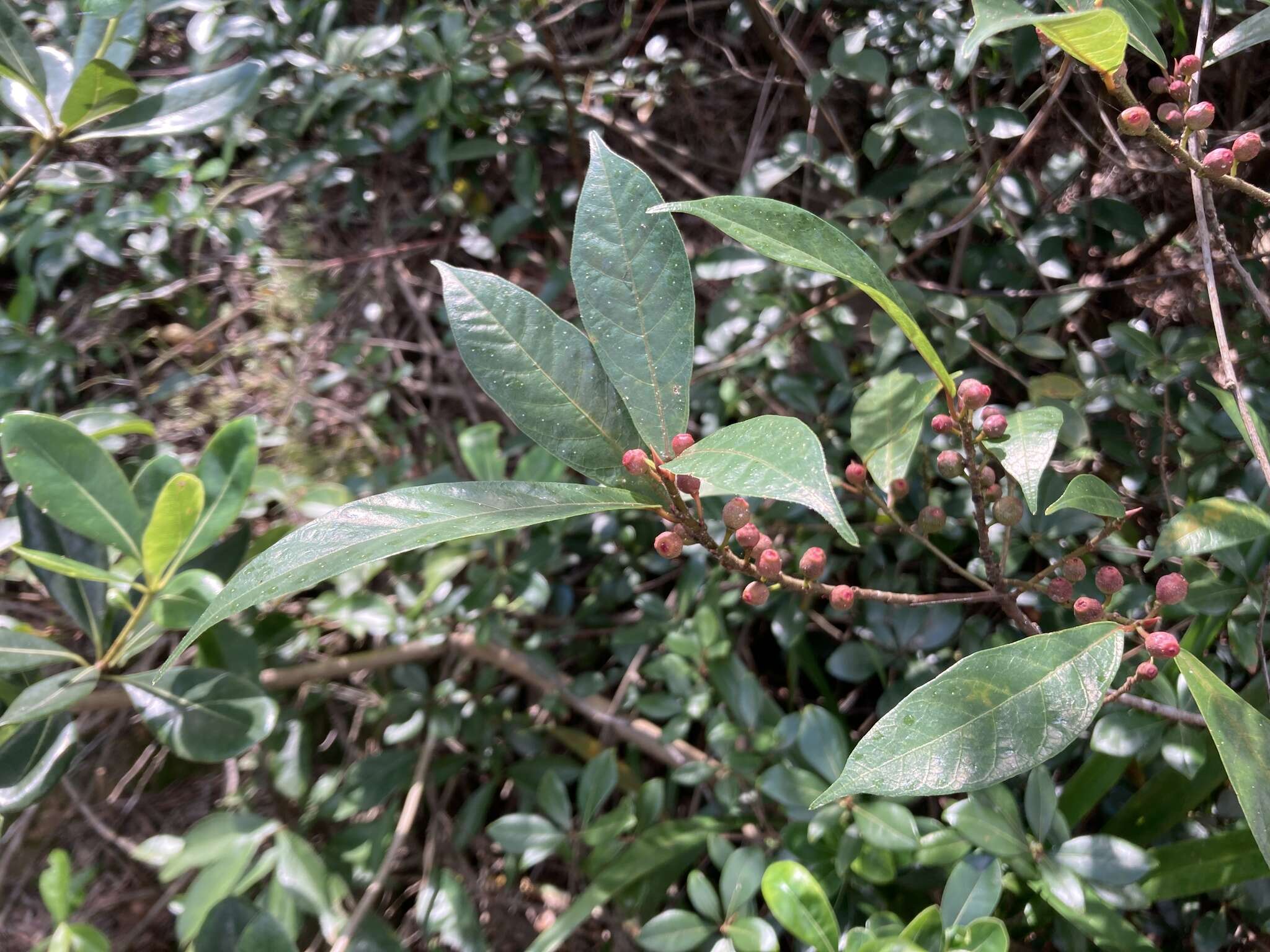 Image of Ficus pandurata Hance