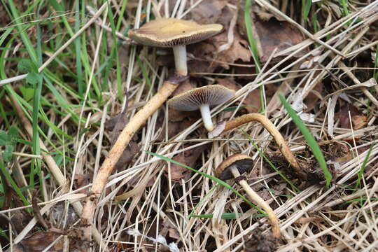 Image of Leratiomyces magnivelaris (Peck) Bridge & Spooner 2008